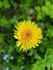 Bright Yellow Dandelion Flower in a Lush Green Garden