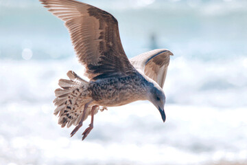 osprey in flight