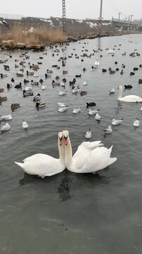 swans on the lake