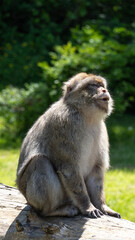 laughing monkey