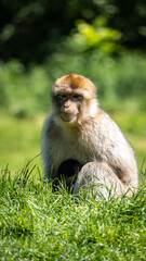 monkey sat in field
