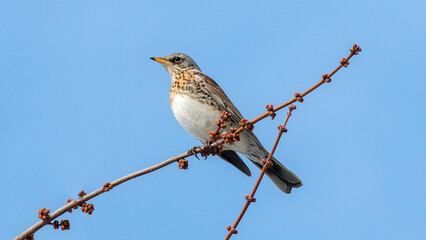 sparrow on a branch