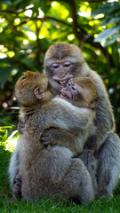 monkey family hugging