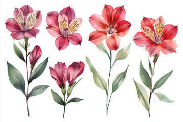 Set of Watercolor burgundy alstroemeria. Illustration clipart isolated on white background.