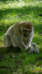 monkey and squirrel eating