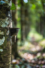 Close-Up View of Latex Extraction in Rubber Tree Plantation Highlighting Sustainable Practices