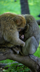 baby monkey in between parents