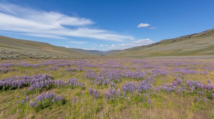 Obraz premium Blooming Lupine Field Under Clear Blue Sky in Mountain Valley