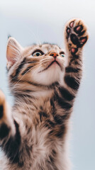 Fototapeta premium Playful Tabby Kitten with Whiskers: A Cute, Adorable, and Furry Animal in a Lively Setting