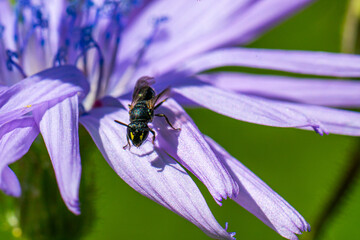 close-up of pollinator on purple petals.