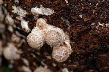 Shiitake mushrooms grown on a log