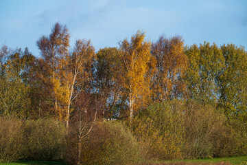 Fototapeta premium golden autumn trees in sunlight.