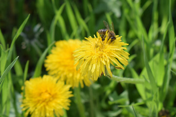 A bee perched on a yellow dandelion. Bee's Busy Dandelion Day