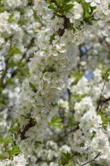 Spring's Embrace: Delicate Cherry Blossoms in Bloom