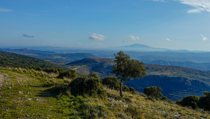 Lone tree on the hill with mountain views