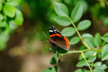 Red admiral butterfly resting on a green leaf in sunlight
