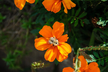 Bumblebee collecting nectar from an orange flower