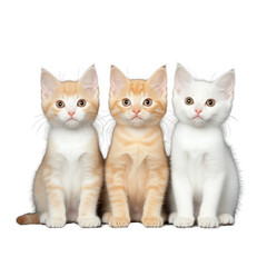 Three adorable kittens sitting side by side on a transparent background