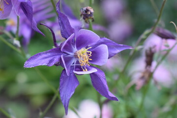 A close-up of a purple columbine flower with intricate petals and yellow stamens. Purple Columbine...