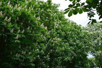 Vibrant Blossoms on a Sunny Day. Chestnut Tree Bloom