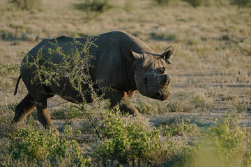Obraz premium Black rhino with broken horn and torn ears walking in a national park in Etosha, Namibia