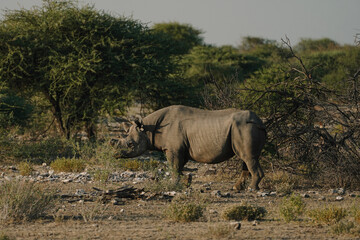 Fototapeta premium Black rhino with broken horn and torn ears walking in a national park in Etosha, Namibia