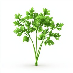 Parsley plant isolated on white background