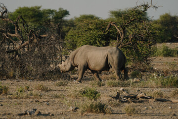 Obraz premium Black rhino with broken horn and torn ears walking in a national park in Etosha, Namibia