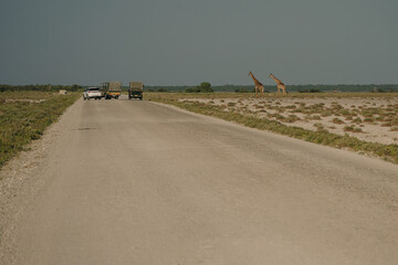 Giraffes crossing the road in Etosha National Park, Namibia