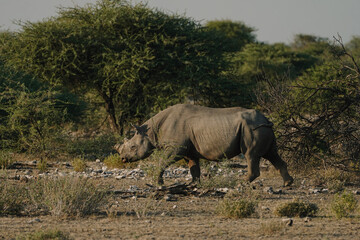 Fototapeta premium Black rhino with broken horn and torn ears walking in a national park in Etosha, Namibia