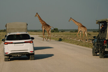 Giraffes crossing the road and defecating in Etosha National Park, Namibia