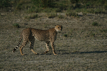 Leopard at sunset in Etosha national park in Namibia