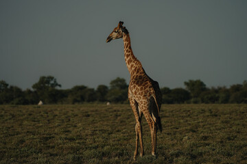 Giraffe staying in national park Etosha, Namibia