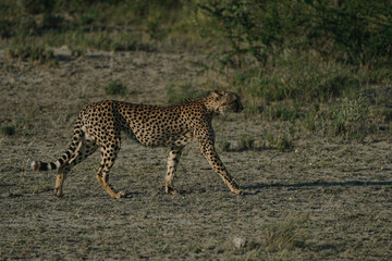 Leopard at sunset in Etosha national park in Namibia