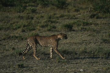 Leopard at sunset in Etosha national park in Namibia