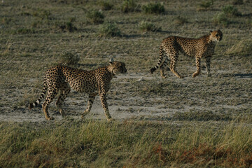Leopard brothers walking at sunset in Etosha national park in Namibia
