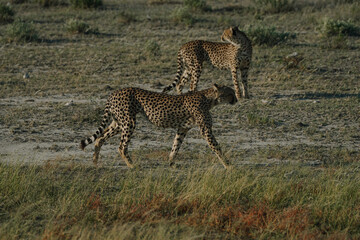 Leopard brothers walking at sunset in Etosha national park in Namibia