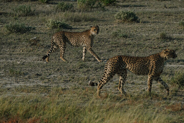 Leopard brothers walking at sunset in Etosha national park in Namibia