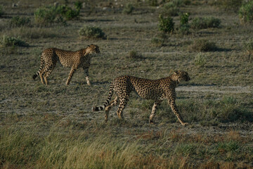 Leopard brothers walking at sunset in Etosha national park in Namibia