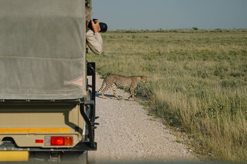 Male leopard crossing the road in front of photographer in Etosha national park in Namibia
