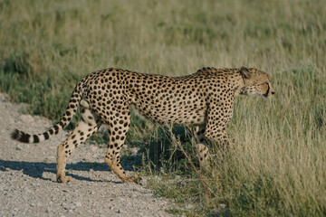 Male leopard crossing the road in front of tourists at sunset in Etosha national park in Namibia