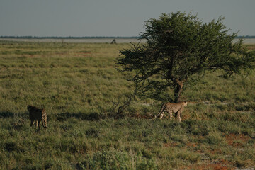 Leopard brothers walking at sunset in Etosha national park in Namibia