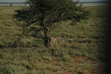 Male leopard urinating on tree in Etosha national park in Namibia