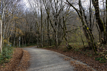 Obraz premium Path through a forest with trees and leaves on the ground