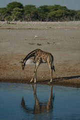 Giraffe bending over at a watering hole in a national park in Etosha, Namibia