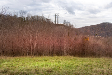 Field of trees with a few brown leaves on them