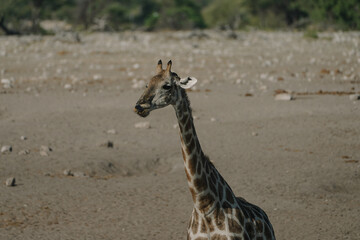 Giraffe showing its tongue in a national park in Etosha, Namibia