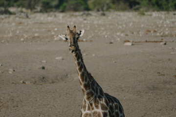 Giraffe showing its tongue in a national park in Etosha, Namibia