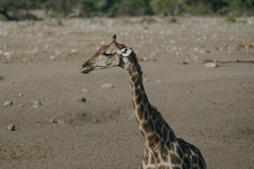 Giraffe standing in a national park in Etosha, Namibia