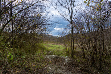 Obraz premium Forest with a path through it